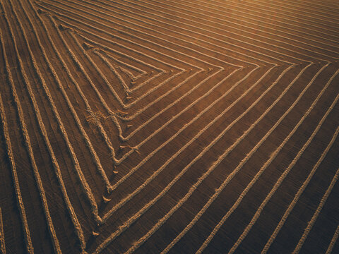 Windrowed barley on a warm sunset