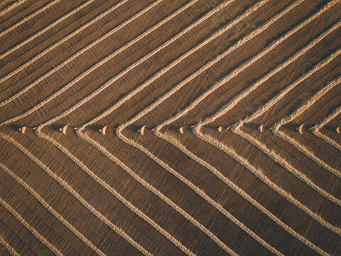 Windrowed barley on a warm sunset