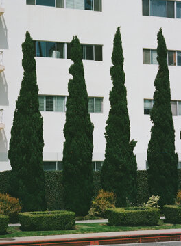 Four Firs