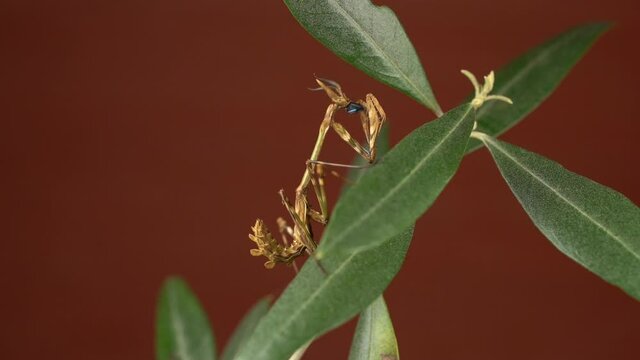 Conehead praying mantis eating prey while perched on a tree branch with leaf - static shot with studio background