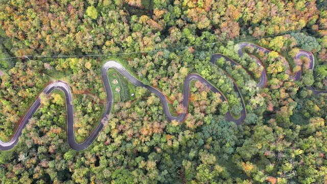 Aerial drone view of cars - vans driving on a curvy forest road through an idyllic autumn forest with stunning fall colors - 4k Italy