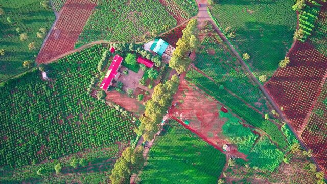 The tea field Top Down View at Pleiku by drone, The pull down Shot
