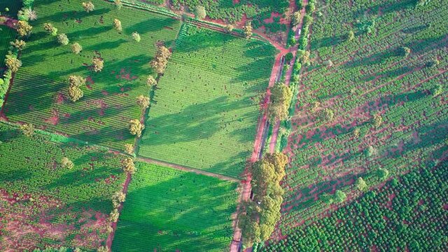 The tea field Top Down View at Pleiku by drone, The Pull-Away Shot