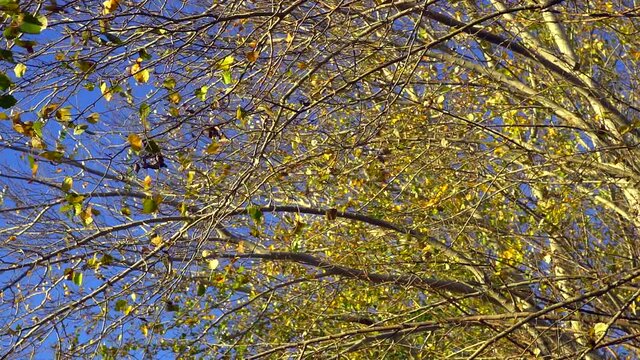 Low angle view in slow motion of silver poplar (Populus alba) autumne leaves moved by the wind