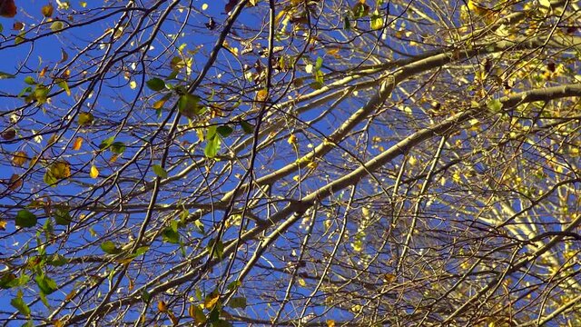 Slow motion low angle view of silver poplar (Populus alba) brances and leaves
