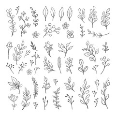 Fototapeta na wymiar Floral graphic elements vector set. Flowers and plants hand drawn illustrations. Leaves and branches.