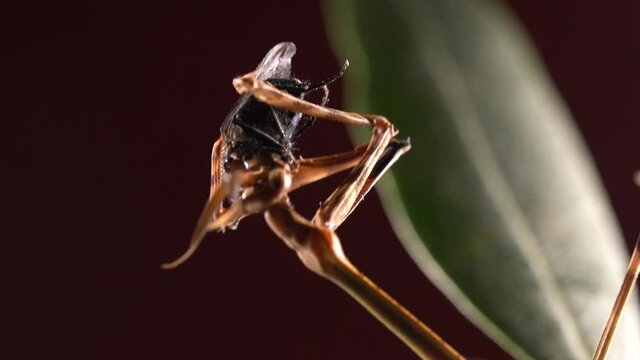 Conehead praying mantis eating fly at night with blurry green leaf in the black background - static close up shot 