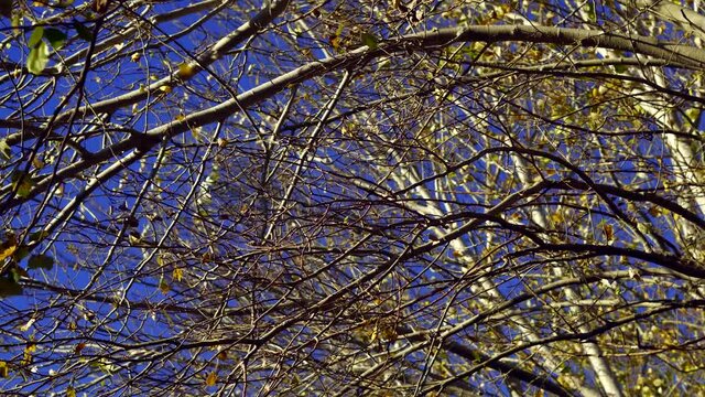 Low angle slow motion view of silver poplar branches and leaves moved by the wind
