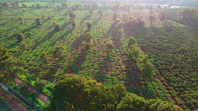 The tea field Top Down View at Pleiku by drone, The pan Shot