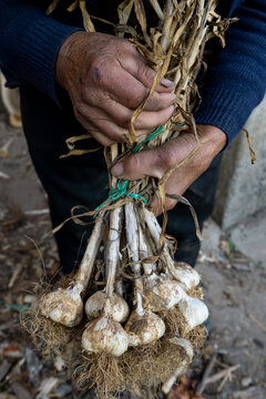 Garlic