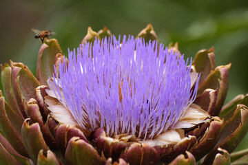 Blooming Purple Artichoke Growing in Garden Shallow DOF