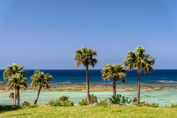 鹿児島県　徳之島の天城町与名間ビーチの椰子の木と海岸線