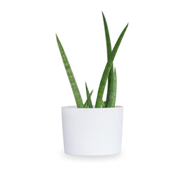 Sansevieria stuckyi in white plant pot, Ornamental plants for minimalist isolated on white background. with clipping path.