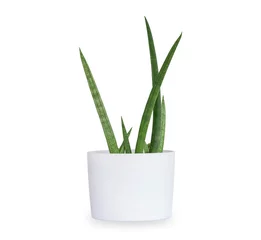 Fototapete Toilette Sansevieria stuckyi in white plant pot, Ornamental plants for minimalist isolated on white background. with clipping path.  © Kt Stock