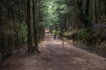 Fototapeta premium Ciclistas en el bosque