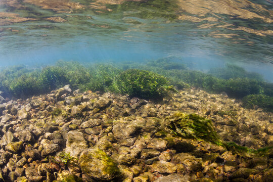 Whitewater Mountain River Underwater Habitat