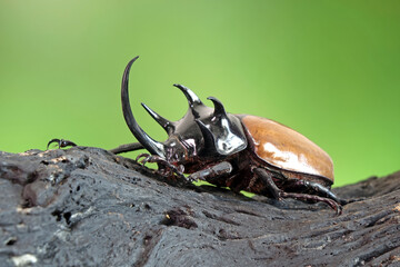 The Five-horned rhinoceros beetle (Eupatorus graciliconis) also known as Hercules beetles, Unicorn or Horn beetles. One of World most famous exotic insects pets. Selective focus in summer background - obrazy, fototapety, plakaty