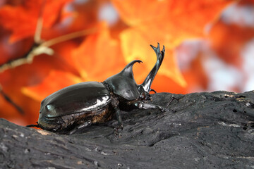 Japanese rhinoceros beetle (Allomyrina dichotoma) or Japanese horn beetle (or Kabutomushi, Kabuto meaning is Japanese's Samuai helmet, and Mushi is Insect) in Autumn. Exotic pets. Selective focus