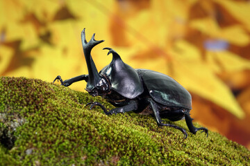 Japanese rhinoceros beetle (Allomyrina dichotoma) or Japanese horn beetle (or Kabutomushi, Kabuto meaning is Japanese's Samuai helmet, and Mushi is Insect) in Autumn. Exotic pets. Selective focus