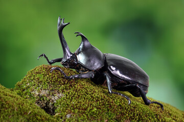 Japanese rhinoceros beetle (Allomyrina dichotoma) or Japanese horn beetle (or Kabutomushi, Kabuto meaning is Japanese's Samuai helmet, and Mushi is Insect) in summer. Exotic pets. Selective focus