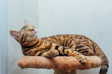 Young cute bengal cat laying on a soft cat's shelf of a cat's house.
