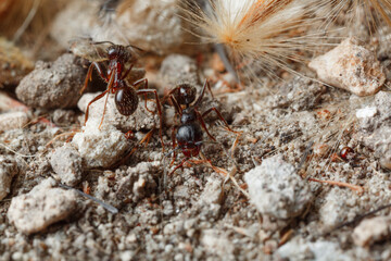 Macro shooting ants for work in an anthill