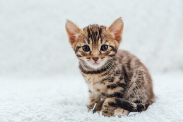 Fototapeta premium Little bengal kitten on the white fury blanket