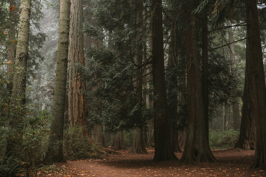 Alone in the forest among giant trees on the west coast