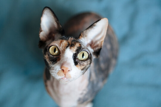Hairless cat staring at camera