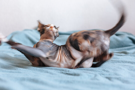 Hairless cat playing on bed