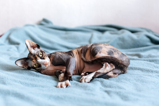 Curious Sphynx cat lying on bed