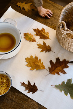 Waxed fall leaves drying on the kitchen table
