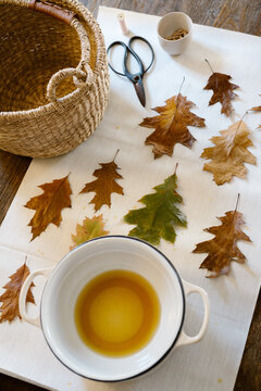 Waxed fall leaves drying on the kitchen table