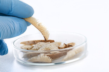 Different mushrooms in the laboratory. Fungal diseases