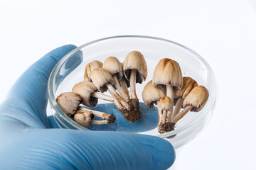 Different mushrooms in the laboratory. Fungal diseases