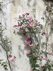 pink flowers on wall
