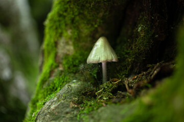 Different mushrooms in the laboratory. Fungal diseases