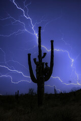 Lone Saguaro with Lighting in Arizona