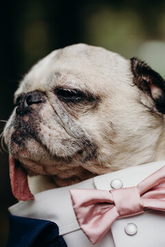 Adorable Pug Wearing Bowtie