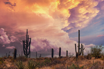 Arizona Saguaros in a warm desert sunset