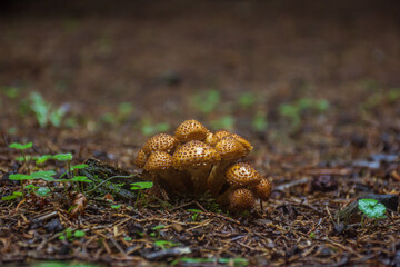 Grupo de hongos en el cesped
