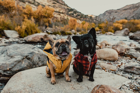 Two French Bulldogs Sitting on A Large Rock Along A Stream in a Ravine in the Season of Fall