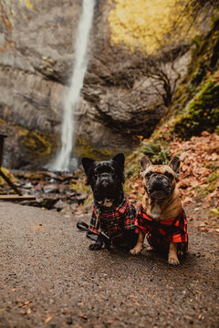 French Bulldogs By Waterfall In Autumn