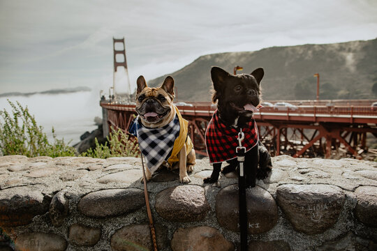 Frenchies at The Golden Gate Bridge