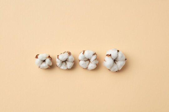 Four Dried Cotton Flowers