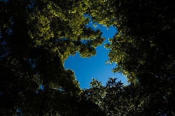 Looking up to the blue sky surrounded by a tree canopy covered in fresh green leaves