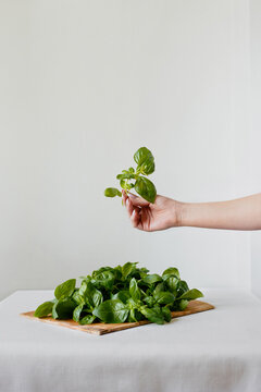 Crop woman showing ripe basil leaves