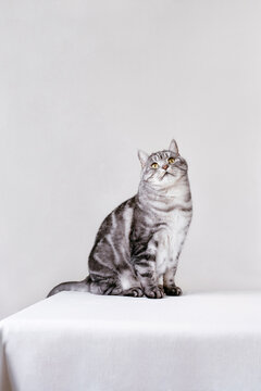 Gray cat yawning on table
