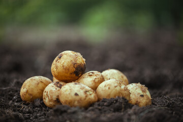 Fresh natural potatoes and zucchini on the garden bed