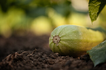 Fresh natural potatoes and zucchini on the garden bed
